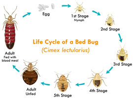 bed bug inspection los angeles