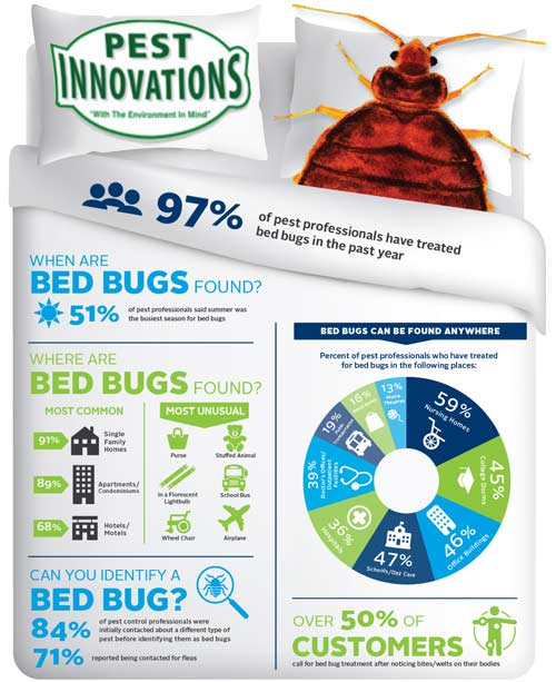 bed bug information