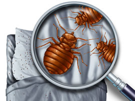 bed bug inspection los angeles