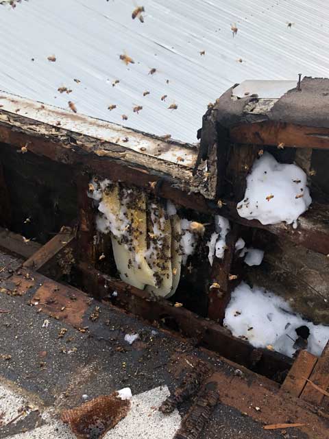 bee hive removal los angeles