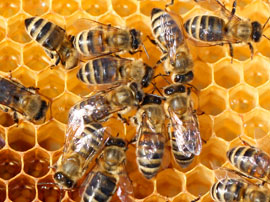 bee hive removal LA