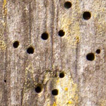 drywood termite holes los angeles