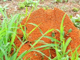 fire ant nest pest control los angeles