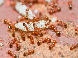 fire ant pest control los angeles