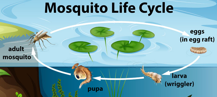 mosquito life cycle and treatment LA