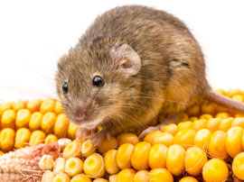 mouse control removal los angeles