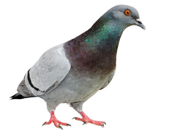 pigeon removal LA