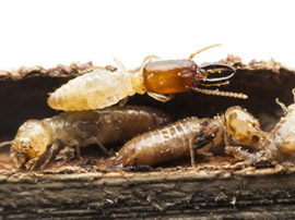 subterranean termite pest control los angeles