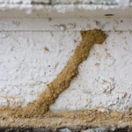 subterranean termite mud tubes los angeles
