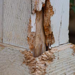 termite wood damage los angeles
