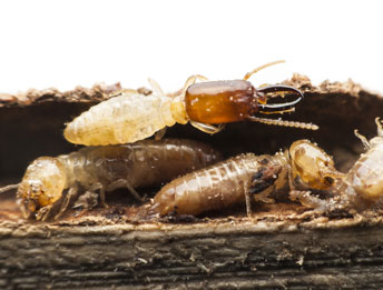 termite local treatments los angeles