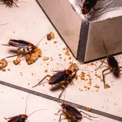 roaches eating crumbs on floor