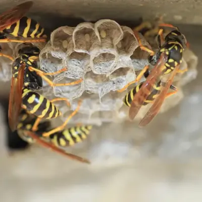 wasps
