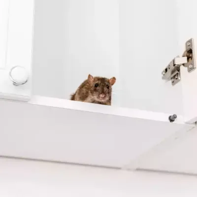 mouse on the shelf