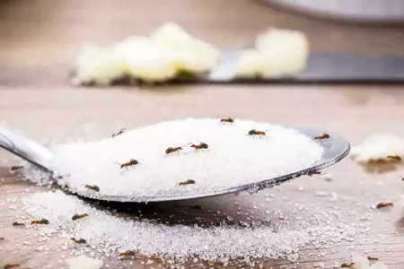 ants crawling on sugar in spoon