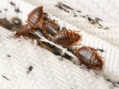 bed bugs