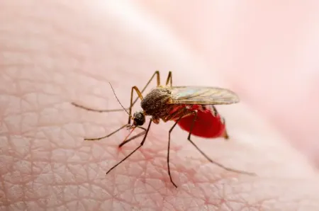 mosquito on skin