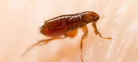 close up of flea on skin