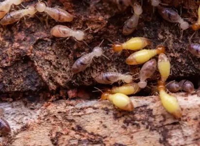 termites