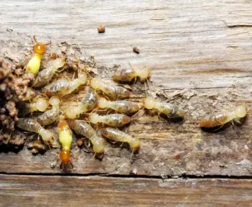 subterranean termites