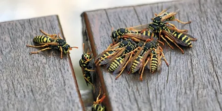 wasps