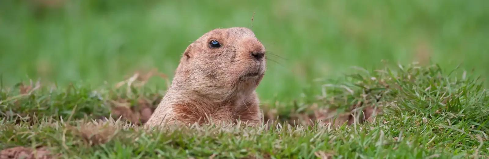 gopher in hole