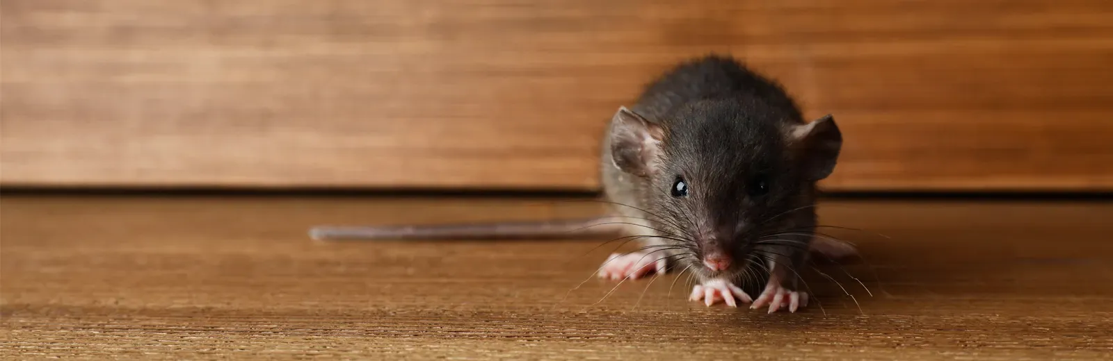 mouse