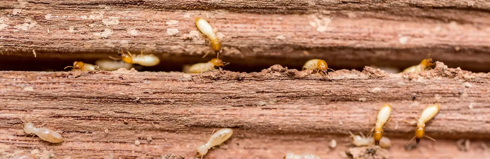 termites on wood