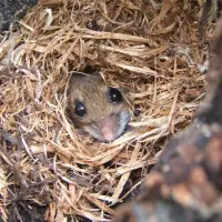 Mouse hiding in nest