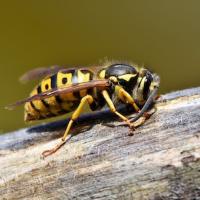 Yellow jacket up close on tree branch