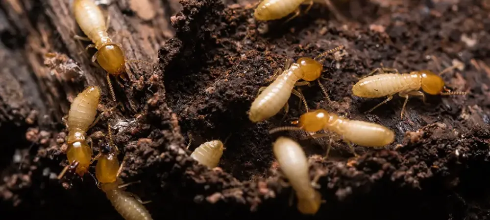 termites