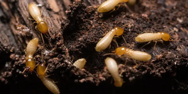 termites