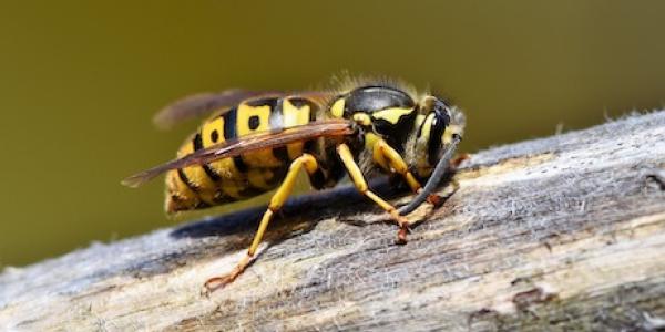 Yellow jacket up close on tree branch