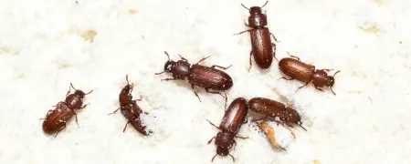 beetles