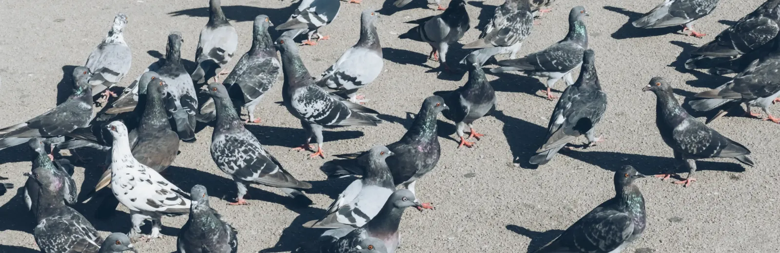 pigeons 