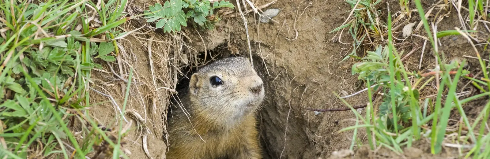 squirrel in hole