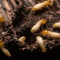 termites