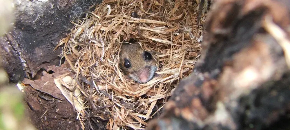 Mouse hiding in nest