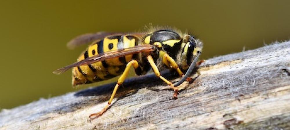 Yellow jacket up close on tree branch